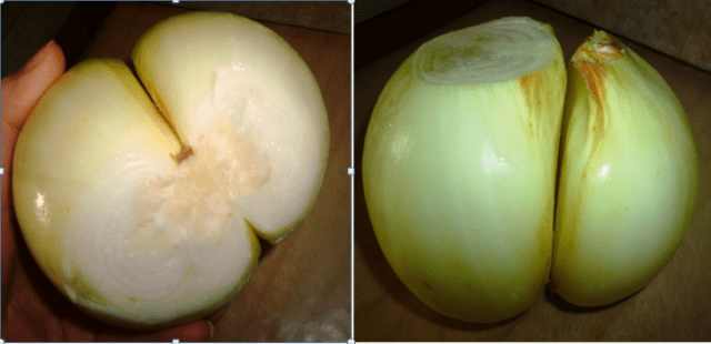 dbl onion pic
