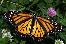 220px-Monarch_In_May