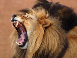 lion_roar