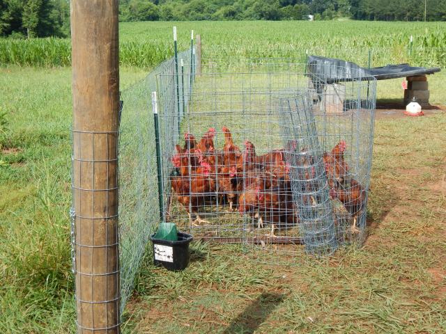 The Beast knows that 9.9% of al people will do whatever is asked if only they can be fed... We use feed supplement with our birds, and they missed yesterday's meal.  Wana guess how easy it was to round up 40 free ranging birds?  Small cagem feed in a scoop about 10 minutes with ZERO running/chasing involved...  Lesson!