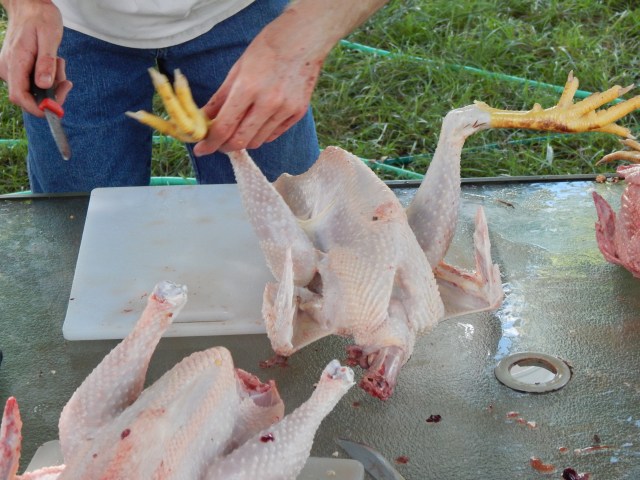 My eldest working on birds...