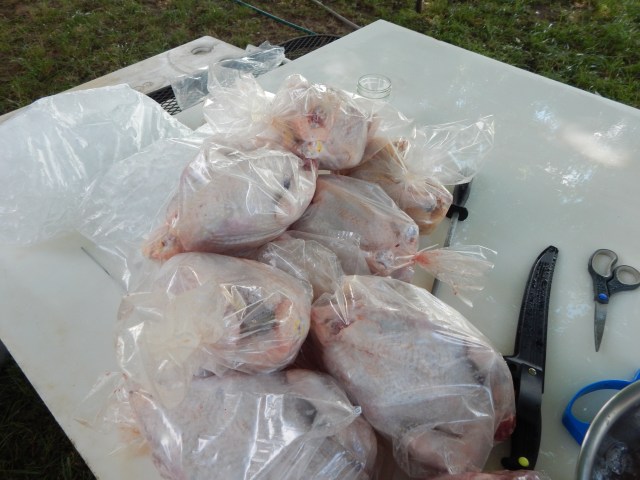 Packaged in heat-shrink baggies waiting for dipping in 190 deg water.