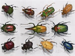 the beetles